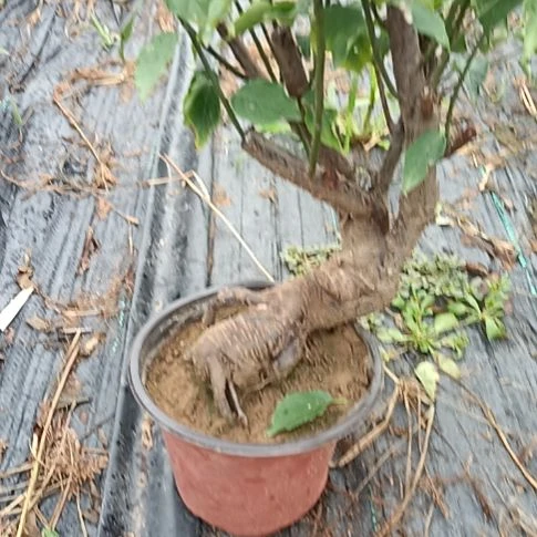 篮***洋完全开放梅花盆景原色发货