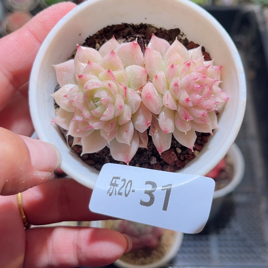 木乐20-31清浅双头