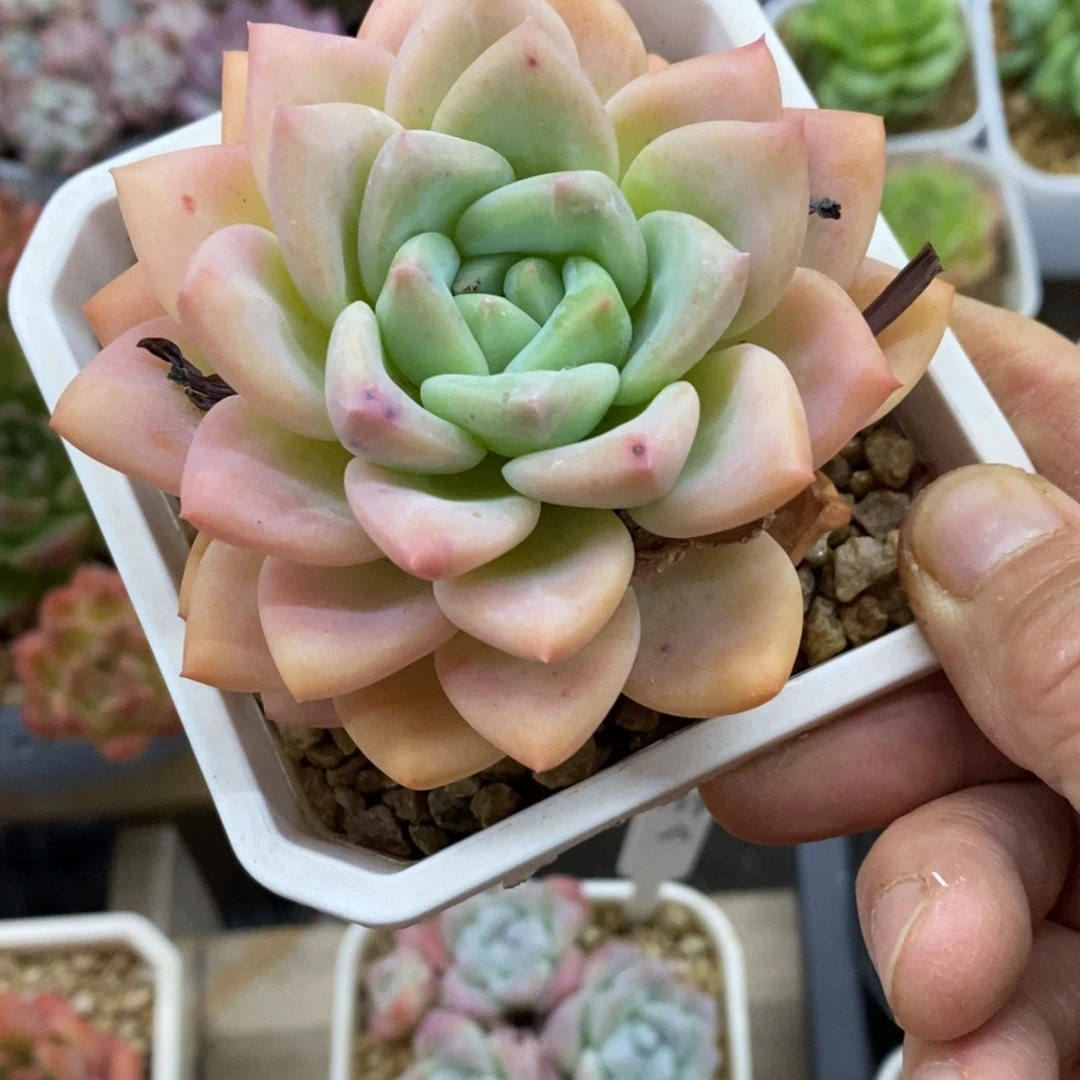 精品多肉一物一拍不包整152