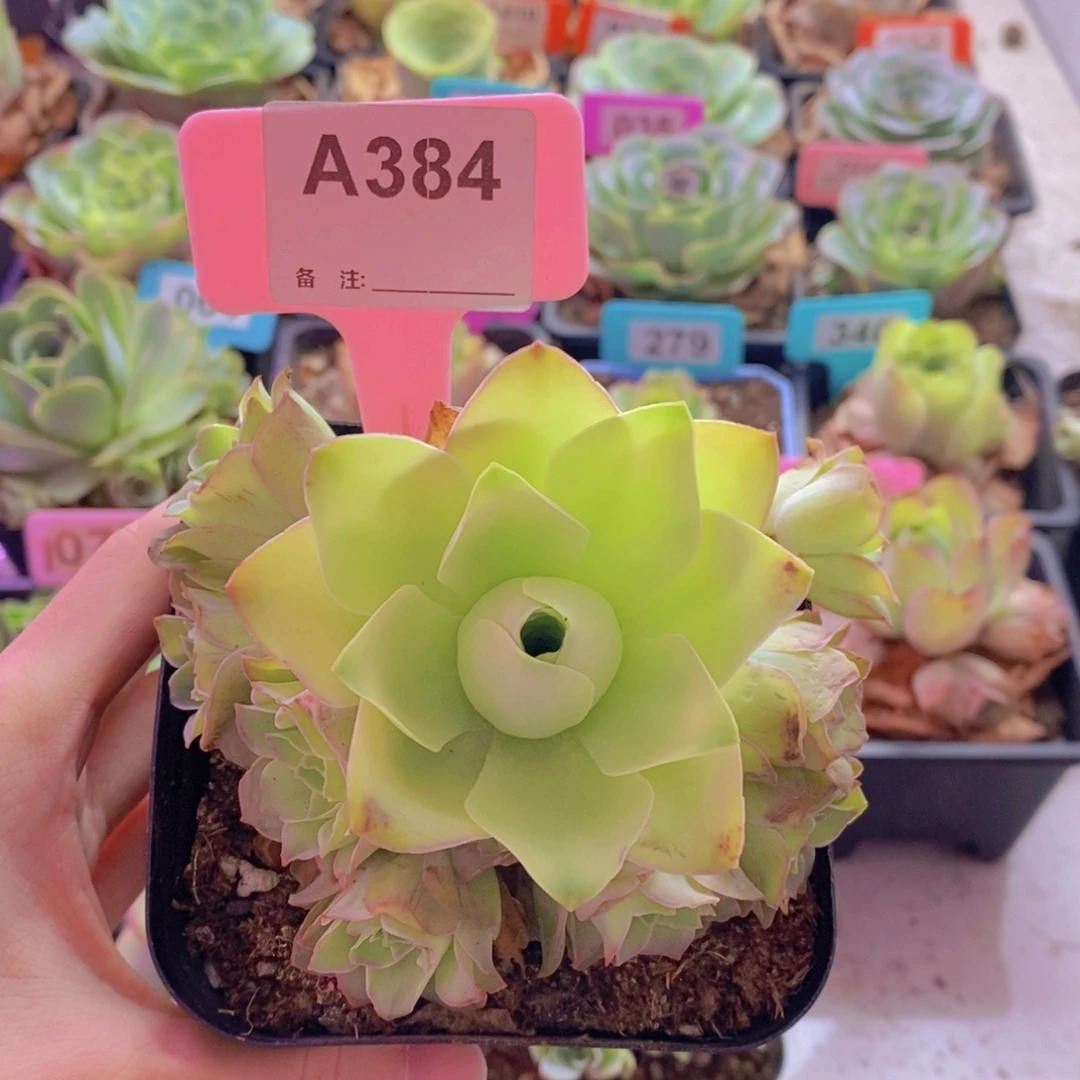 笑***话山地玫瑰一物一拍384