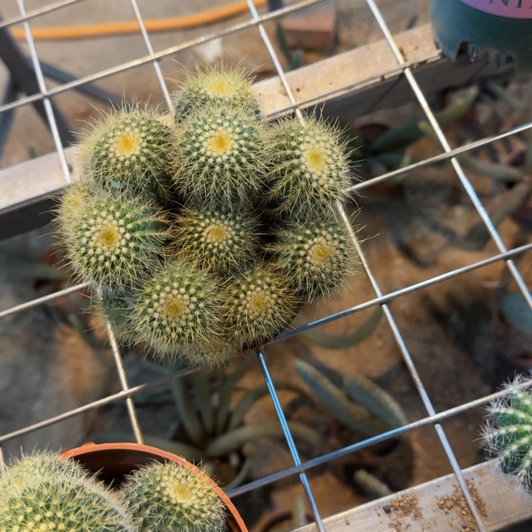 过***。可口可乐了可口可乐