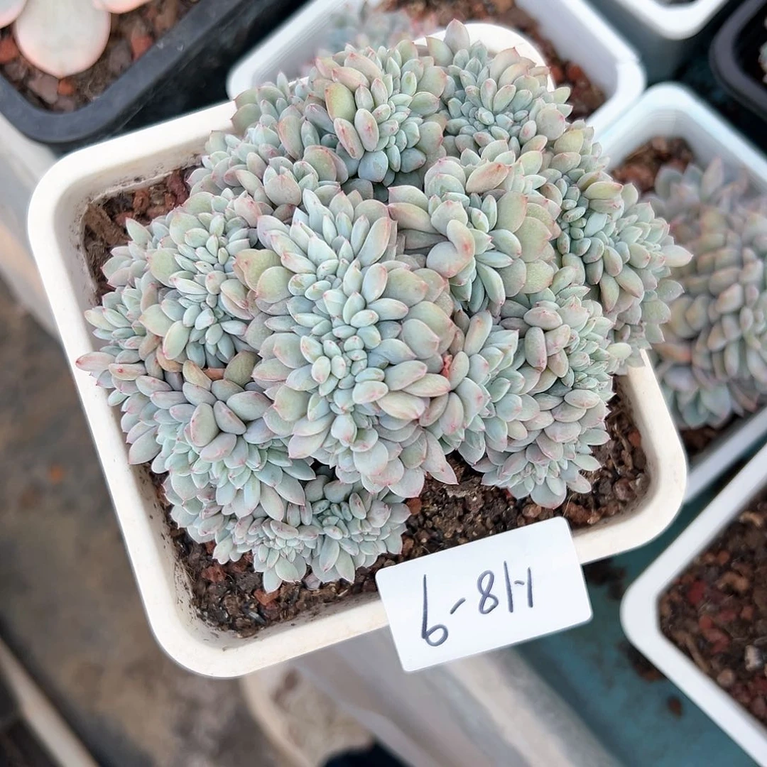 ?***?118-9橙子缀化多肉寄养瑕疵