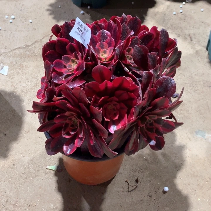 425蒙娜丽莎多肉植物