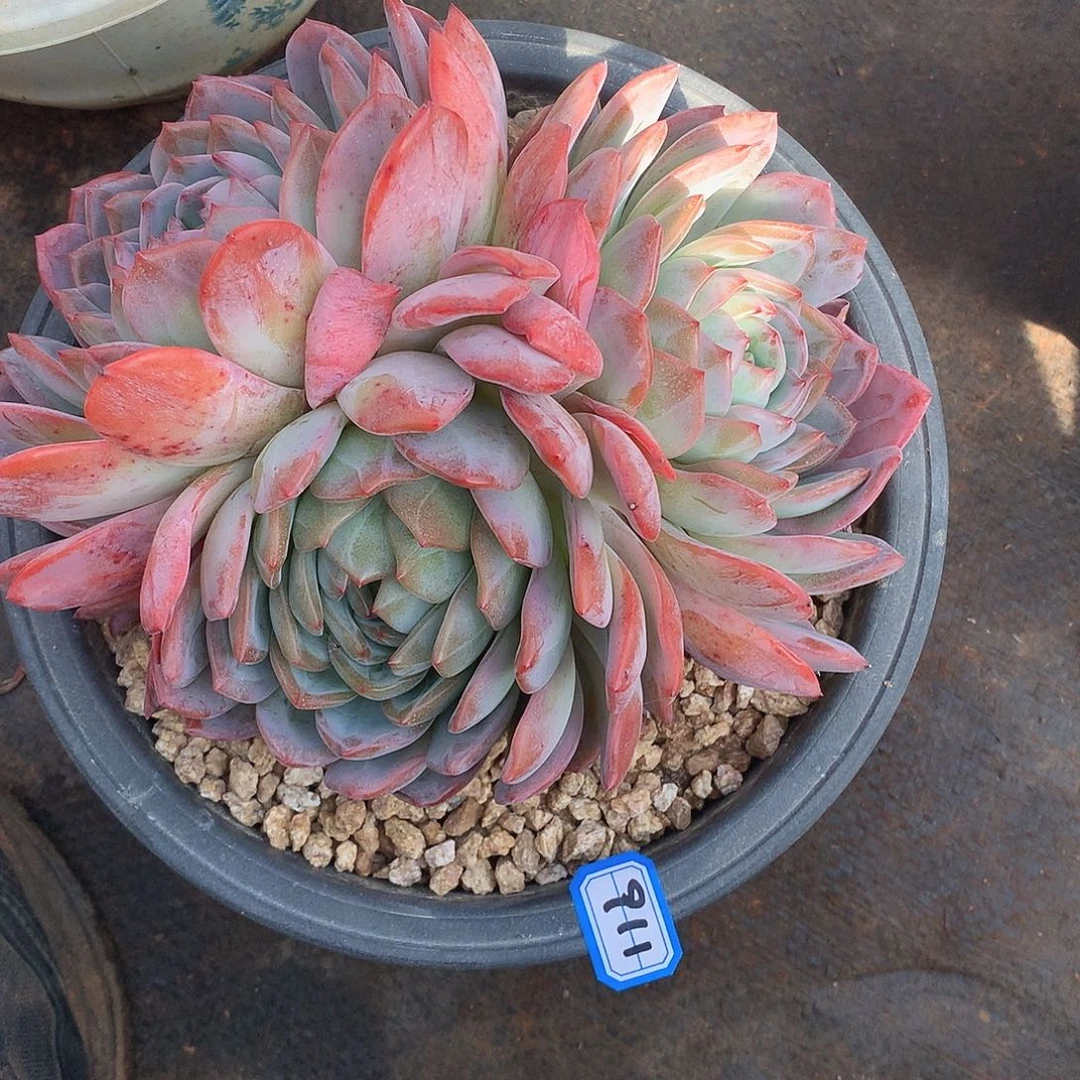 911全明星 一物一拍多肉