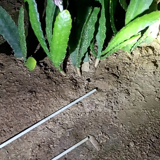 淡***&完全开放令箭何花东北小粉