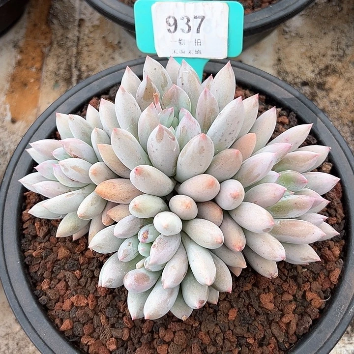 ?*精控所罗门937号
