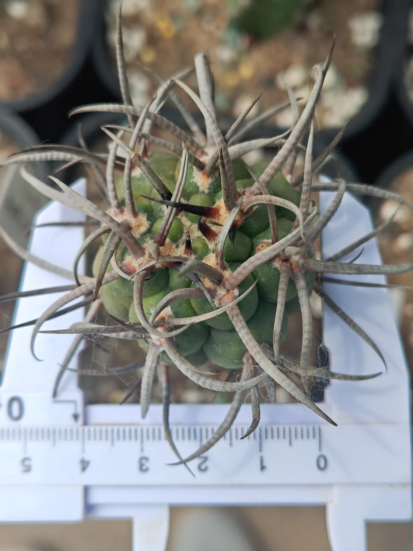 守金摩天龙（苗接，牛角纹基因）仙人球绿植彩草仙人球