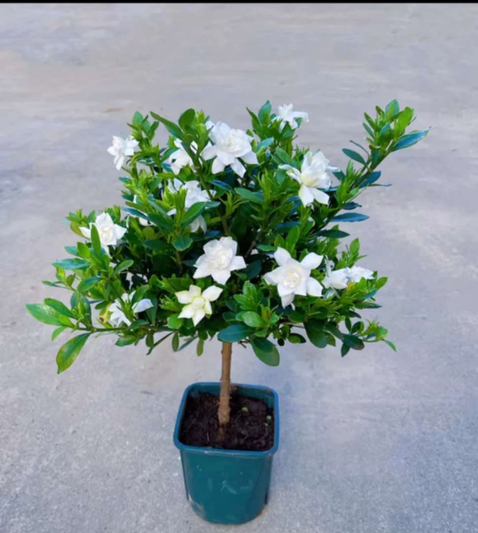 栀子花盆栽小叶独杆栀子花雀舌大叶牡丹带花苞大树苗四季开浓香型