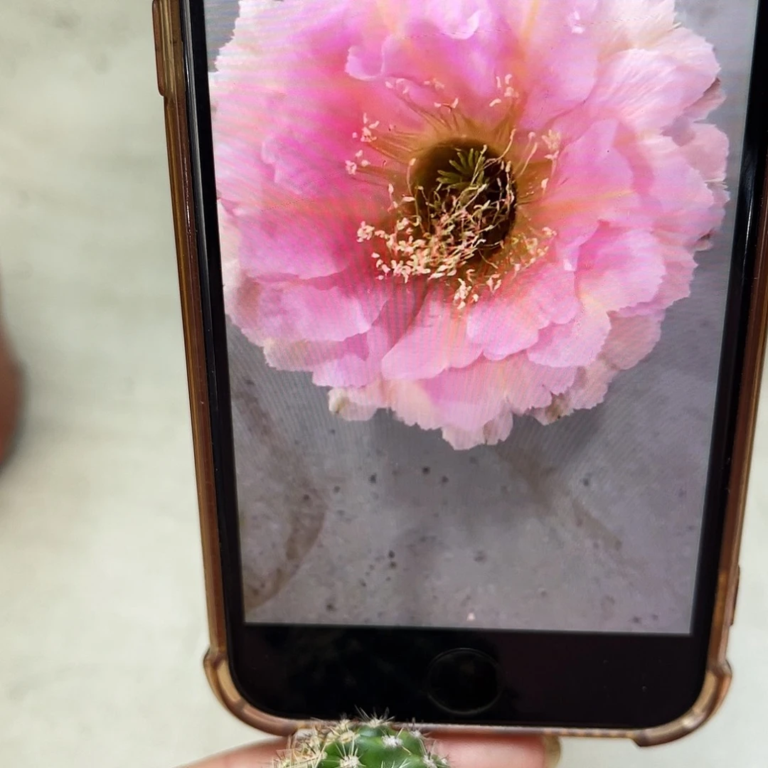 彩草523号有根2公分左右