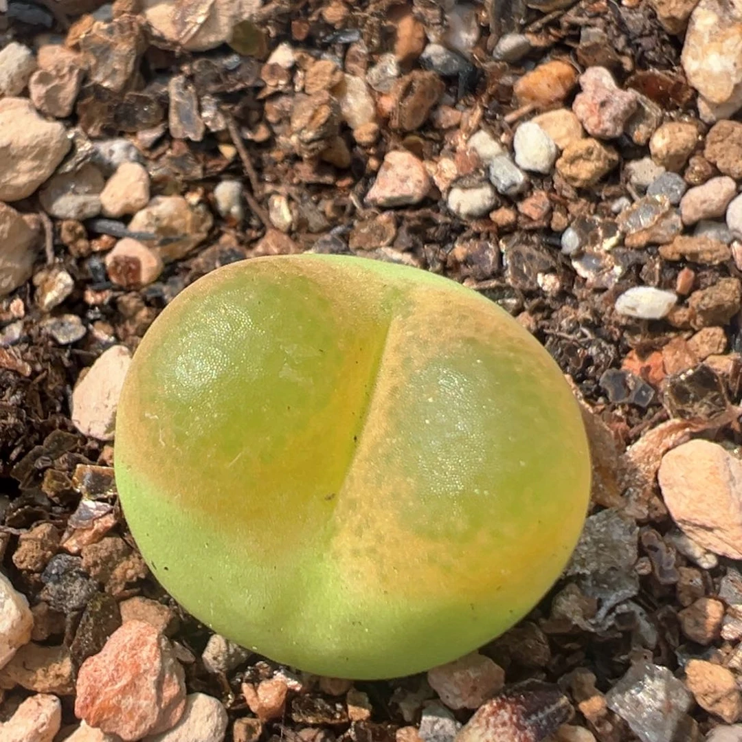 75多肉植物百科知识