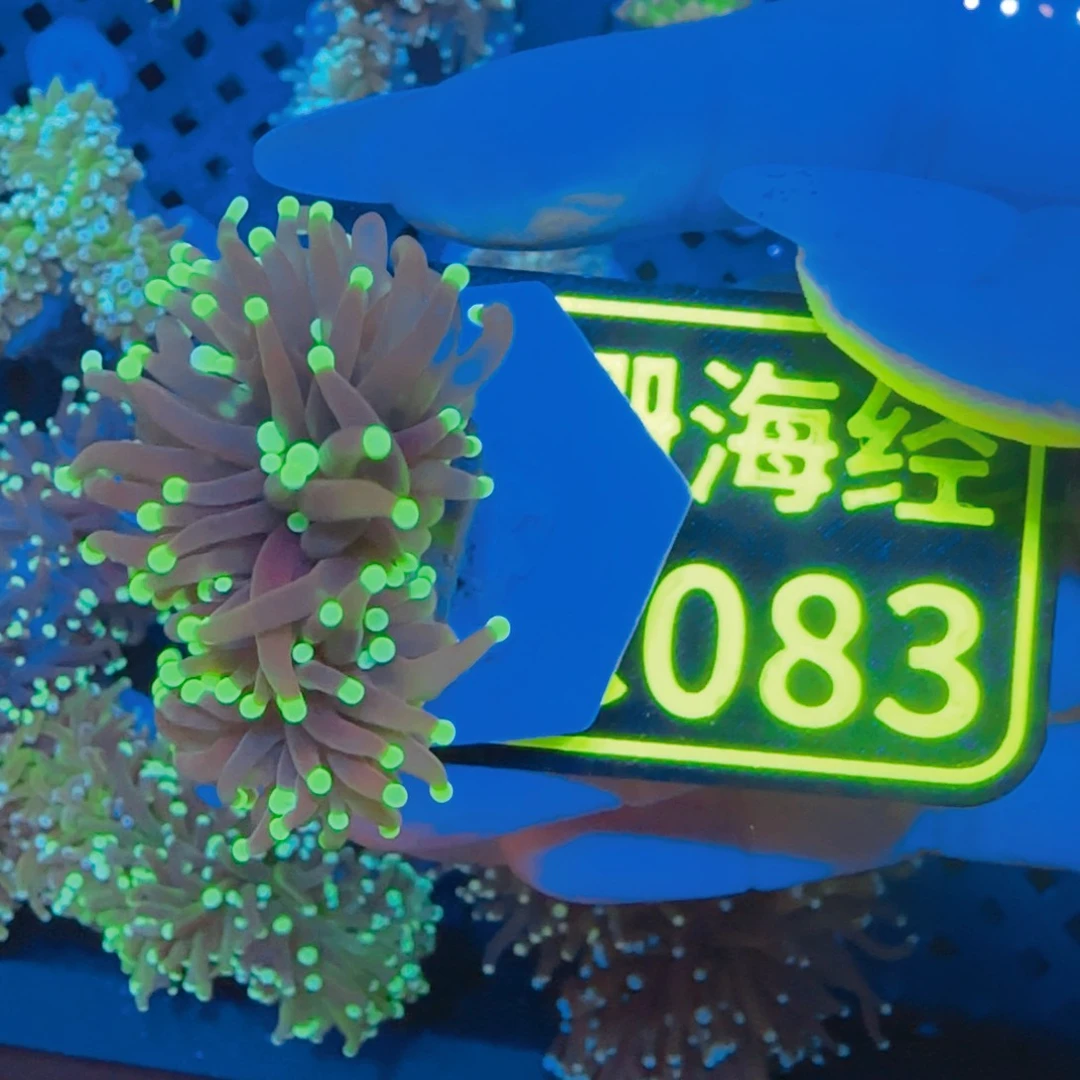 B***n纽扣珊瑚晓晓不包邮黑火柴C083