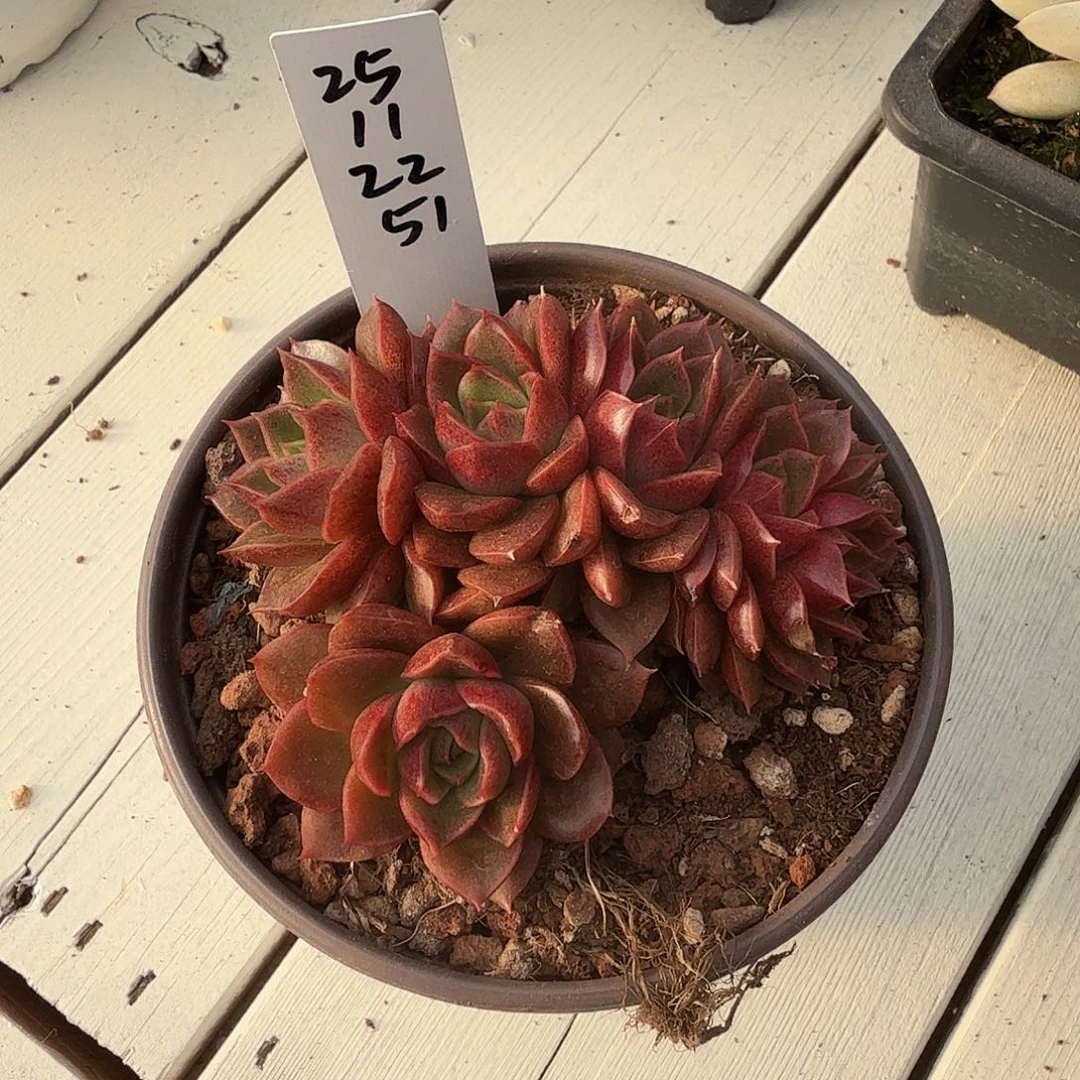 W****25112251新品多肉植物