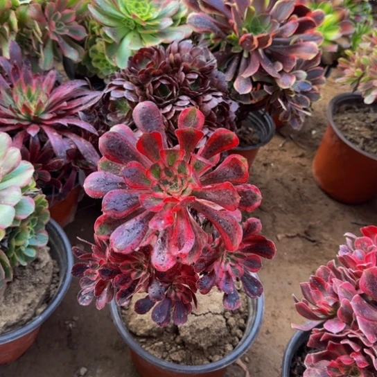 香奈儿9.9多肉植物