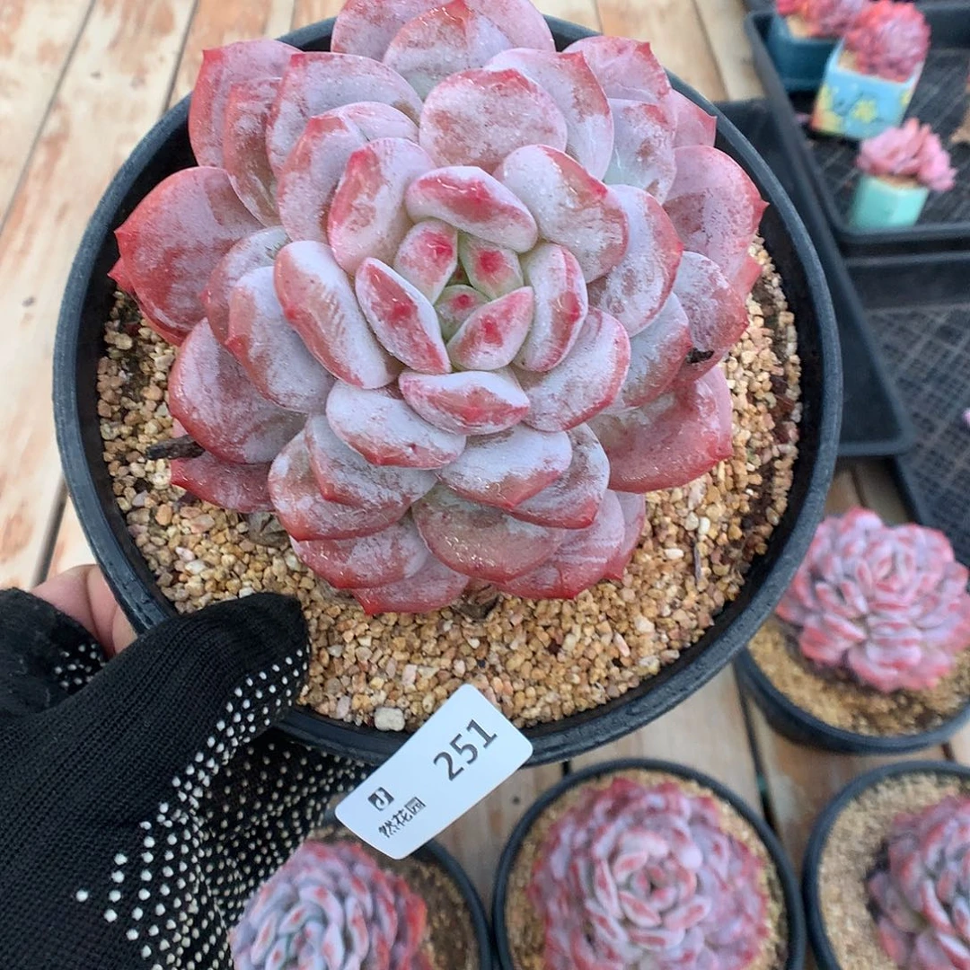 251蒙克母本多肉植物666