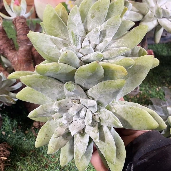 大脸帕翠莎粗桩福利