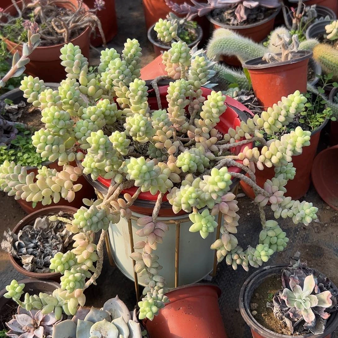 多肉植物玉坠带盆