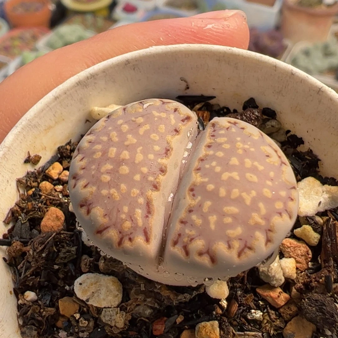 152多肉植物百科