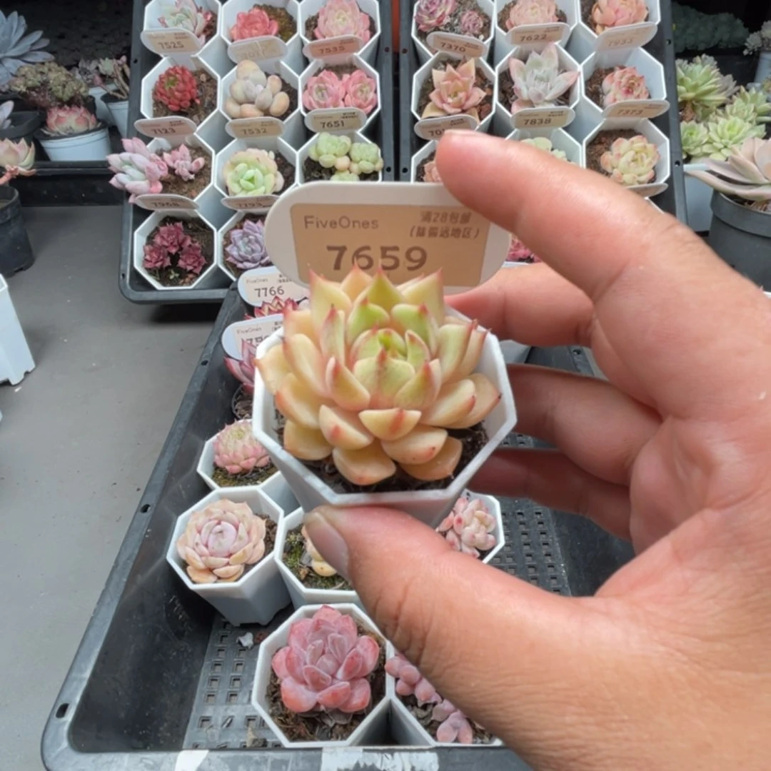 7659苯巴蒂斯4.5厘米