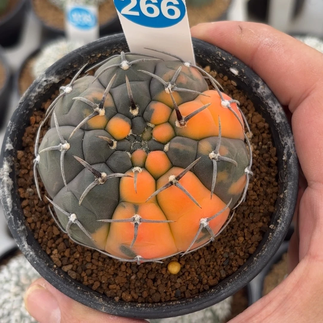 266实生三本刺锦带盆带土