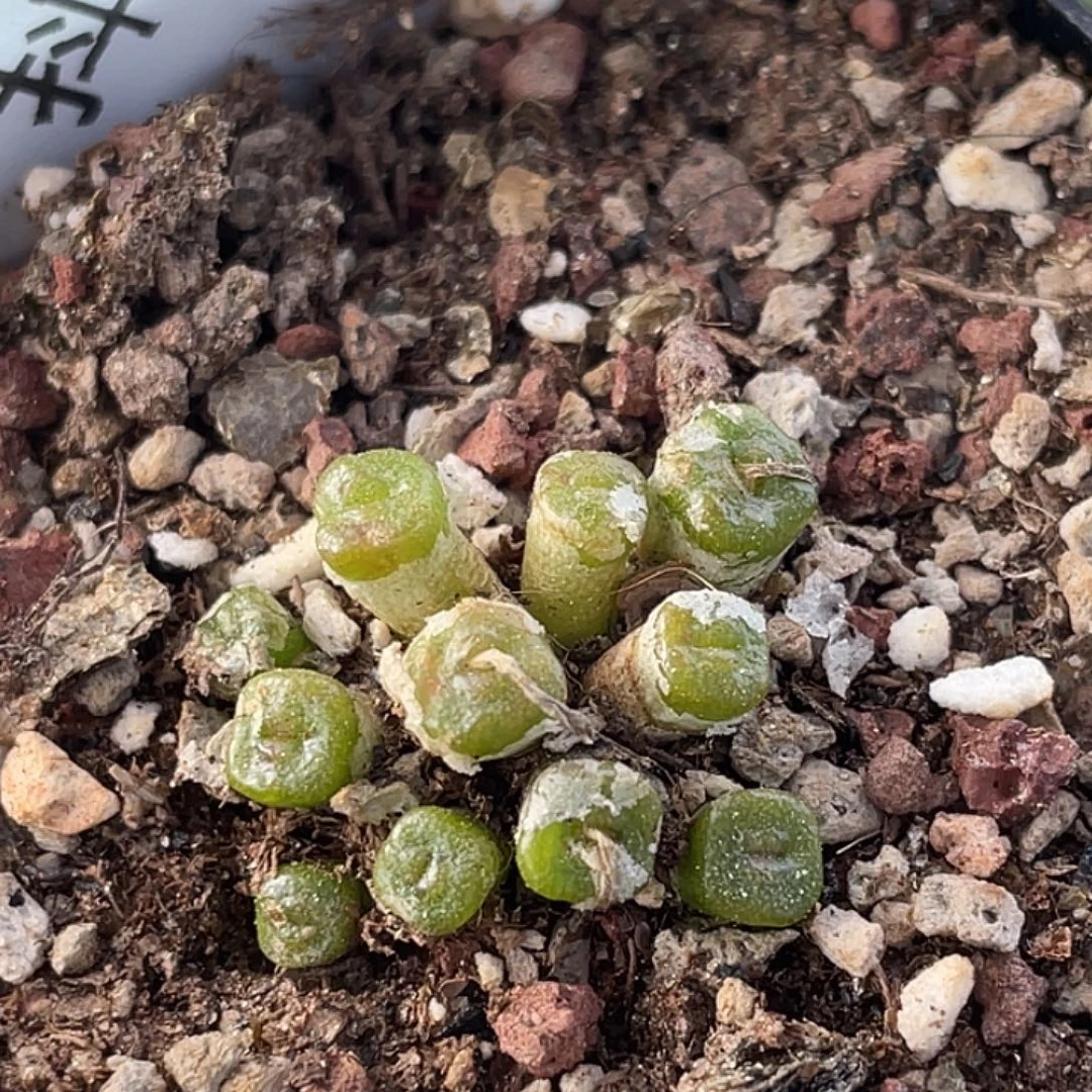 7-54方糖多肉植物