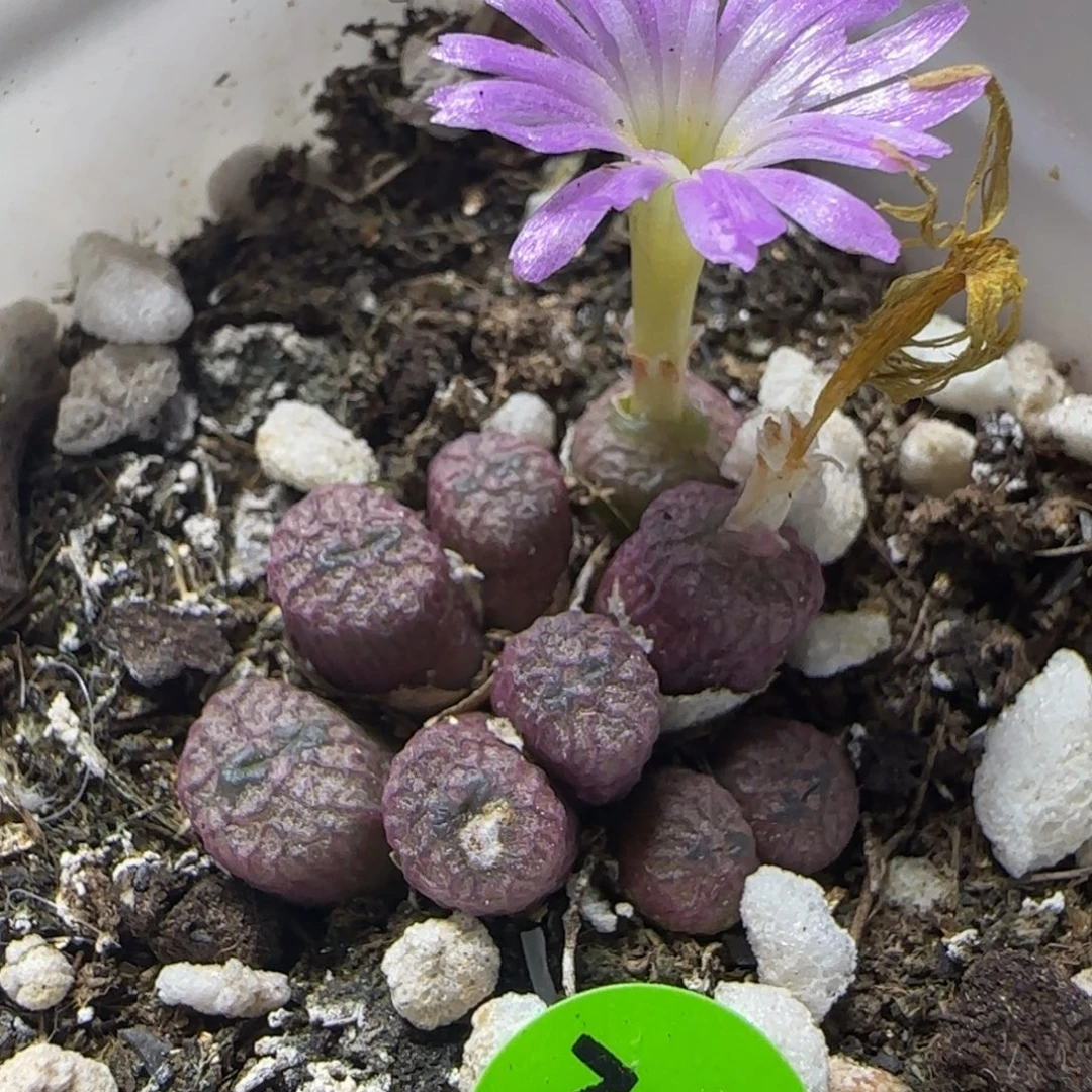 嘟嘟嘴流水多肉植物743