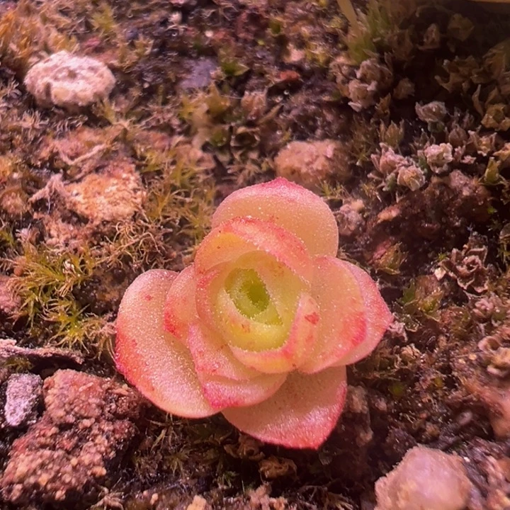 蕾丝mex各种 t310