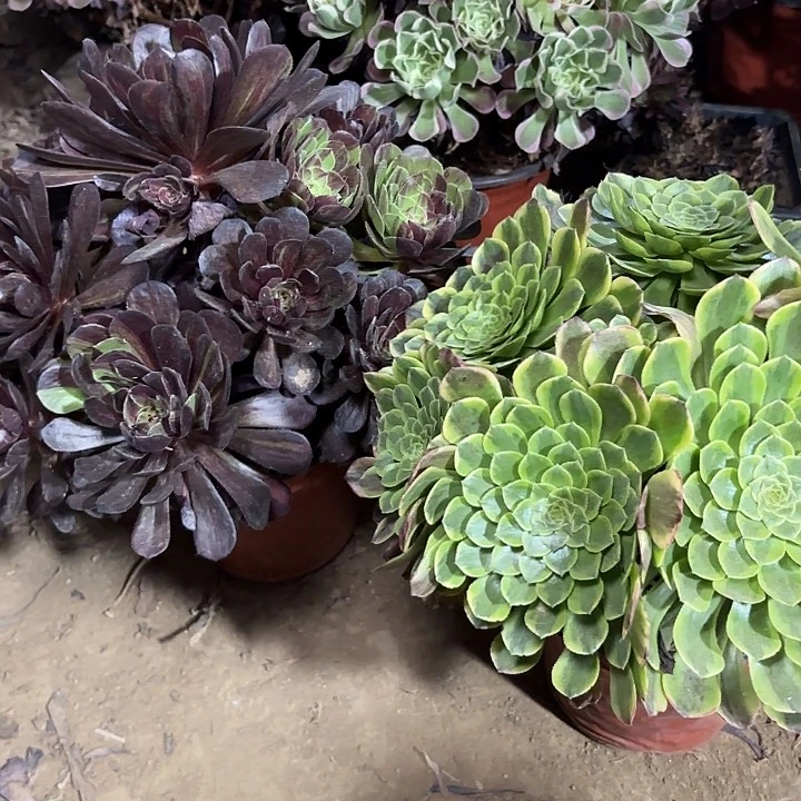 ?****?多肉植物法师2颗58