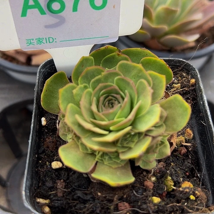 小****精品系列山地玫瑰