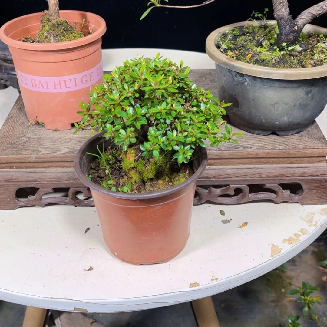 【闪购商品】完全开放新****6