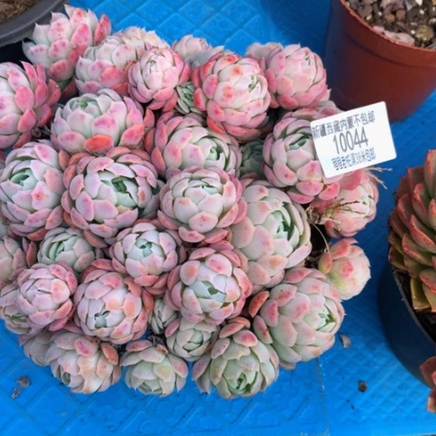 ?*?贝瑞10044多肉