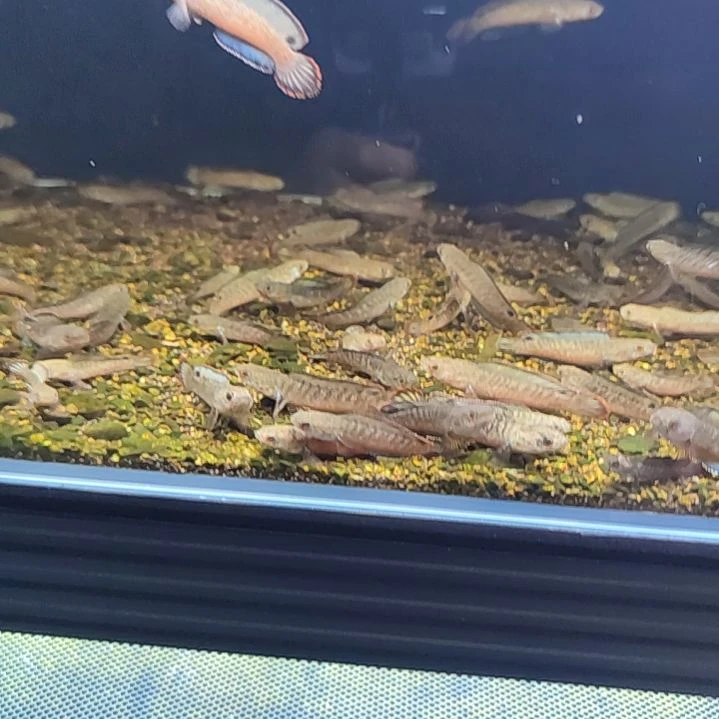 海水鱼淡水洒红............