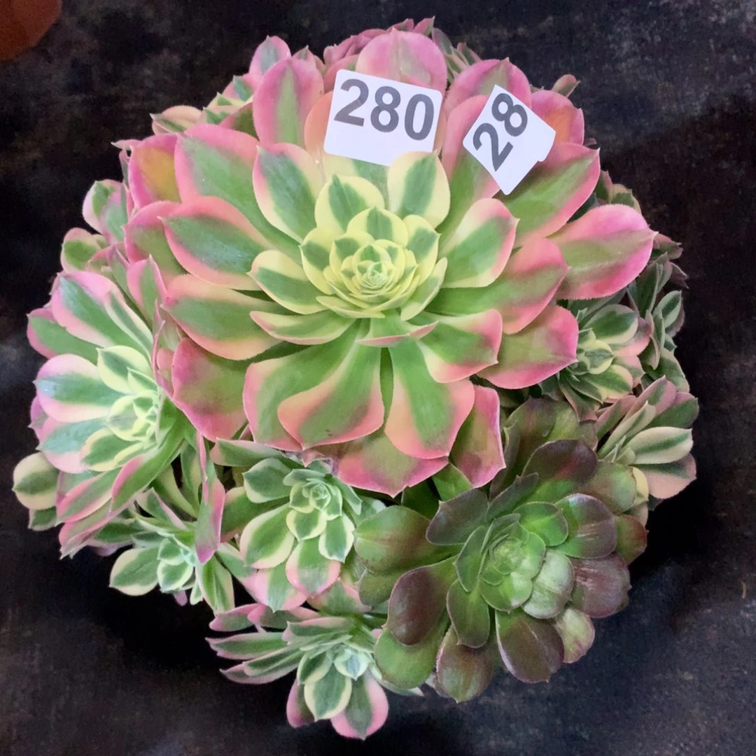 白凤280法师多肉植物带盆发货380000
