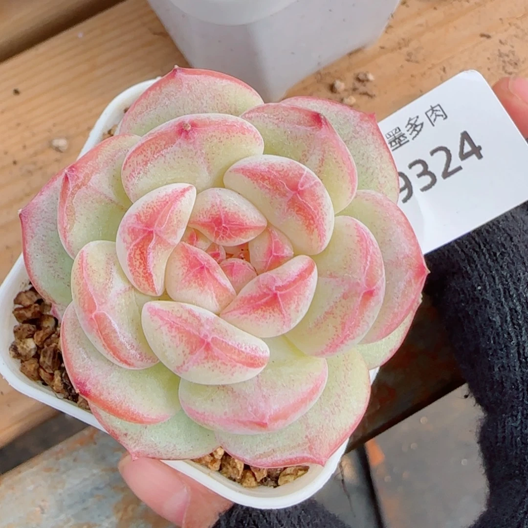 孤品珍妮，9324多肉植物