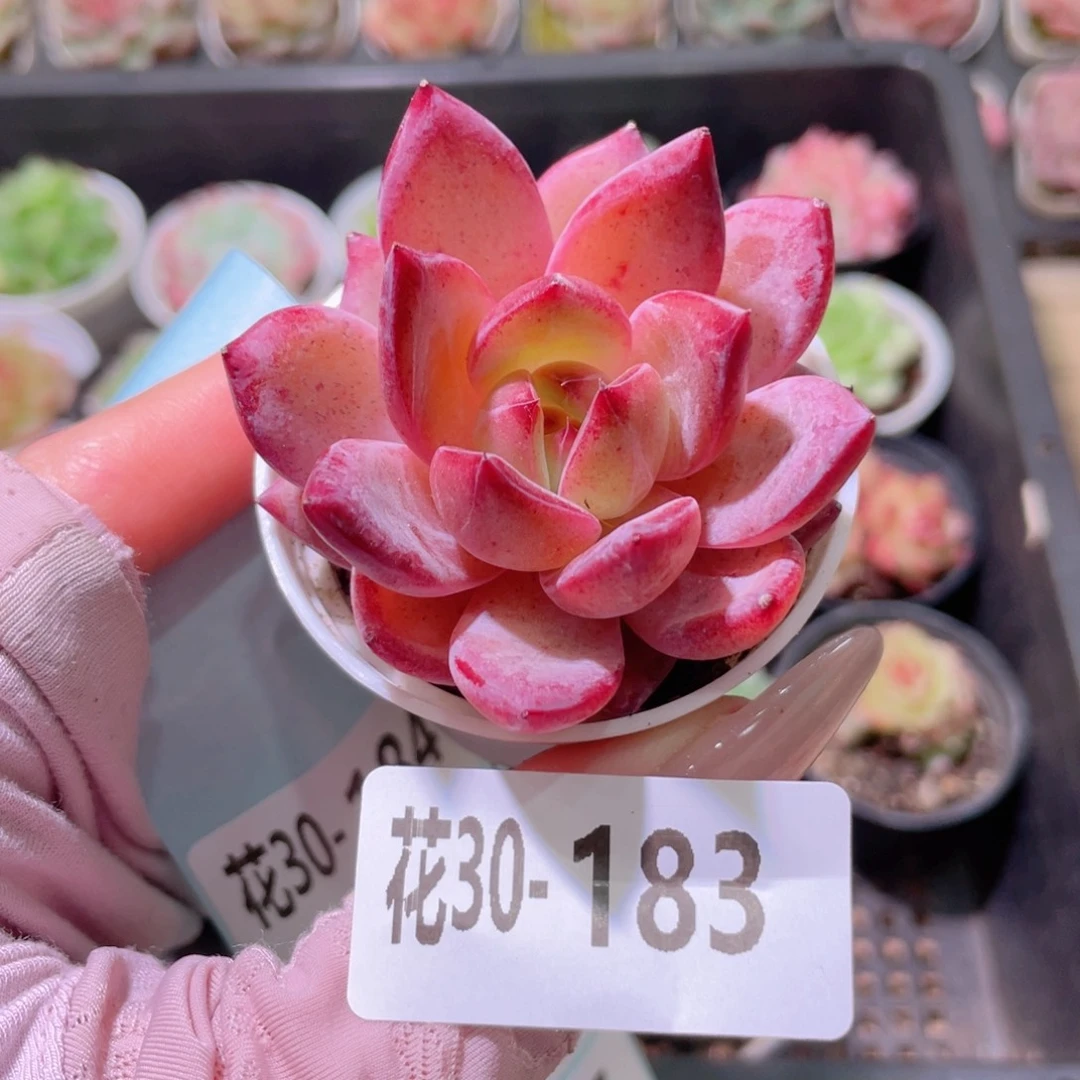 花利美30-183新品