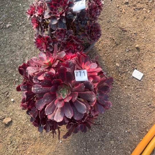 ✨**✨771772美杜莎两颗多肉植物