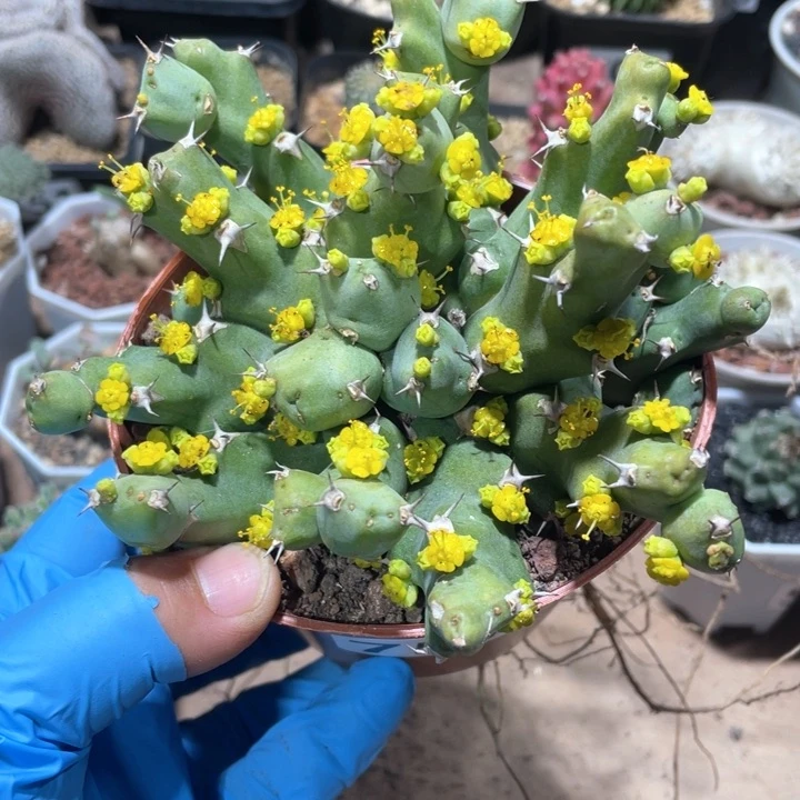 757超大丘西大戟