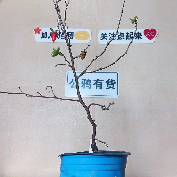 M***e无花朵哈哈哈哈哈哈