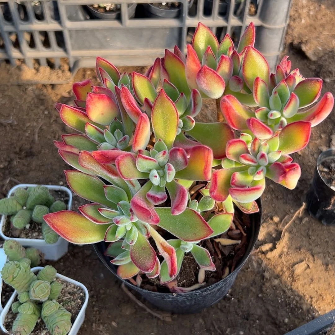 多肉植物锦晃星群