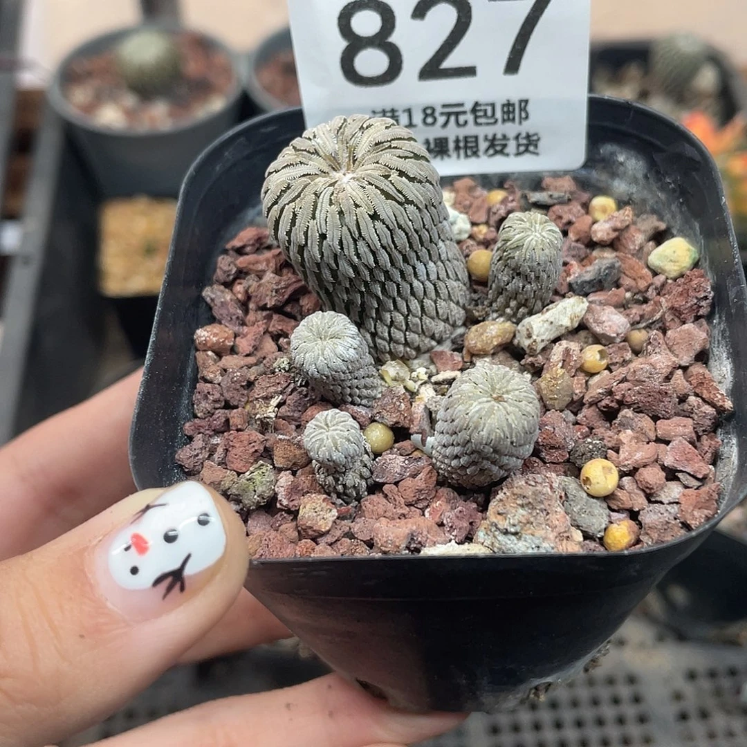 827精巧丸群仙人球