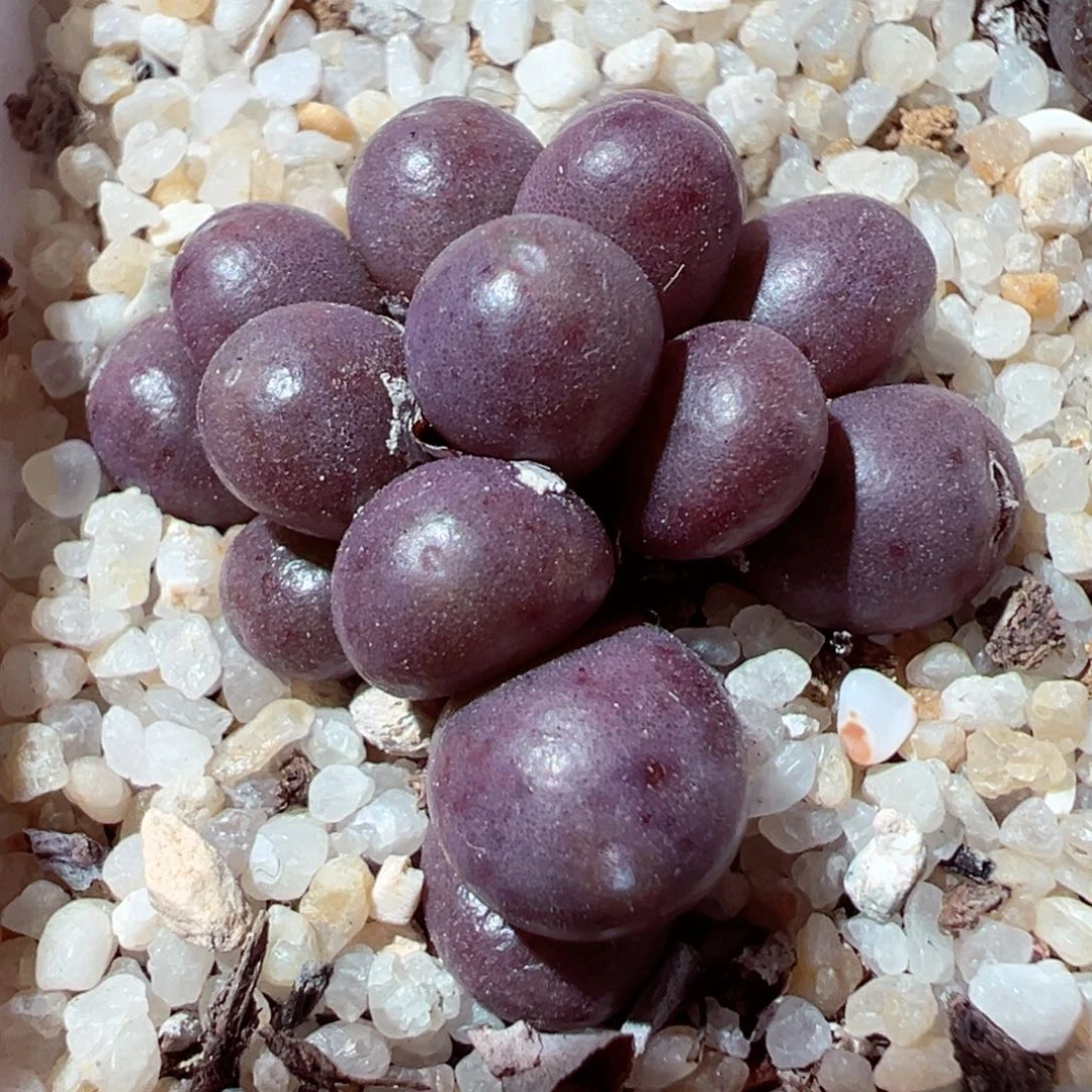 221-711多肉紫葡萄