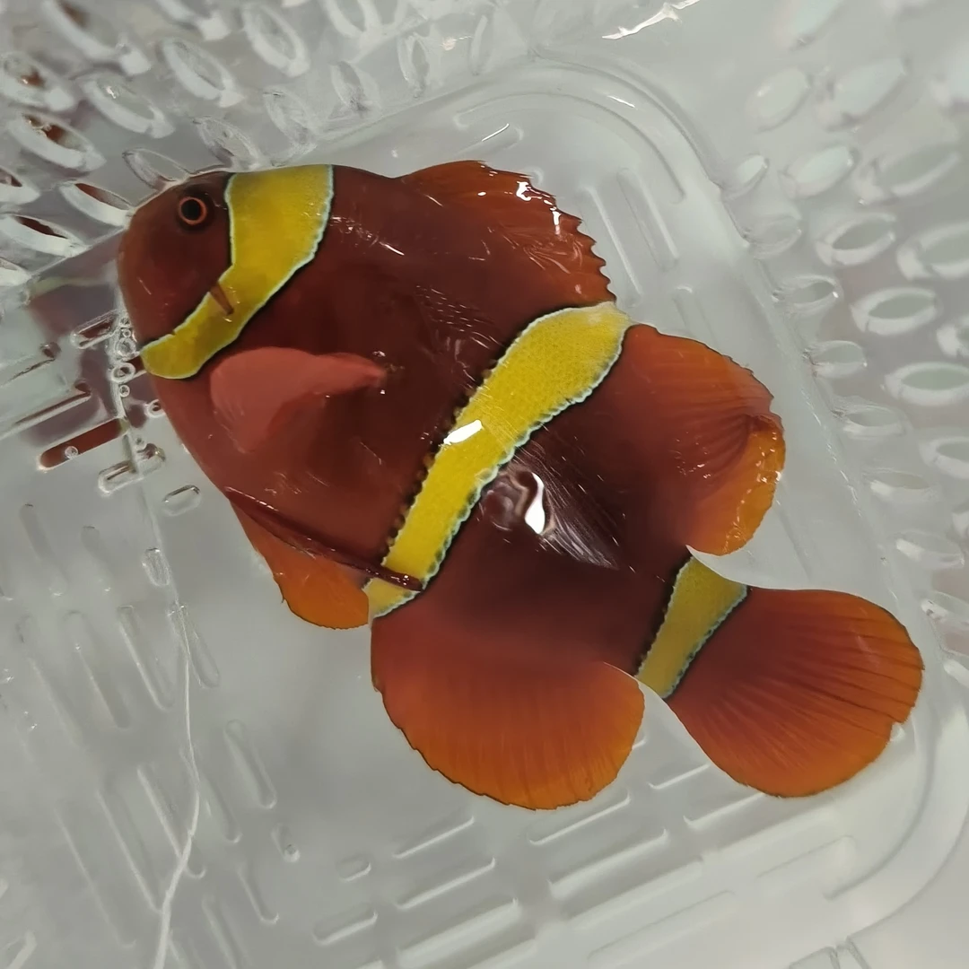 金透红小丑鱼 透红小丑鱼对装海水观赏鱼适合养宠