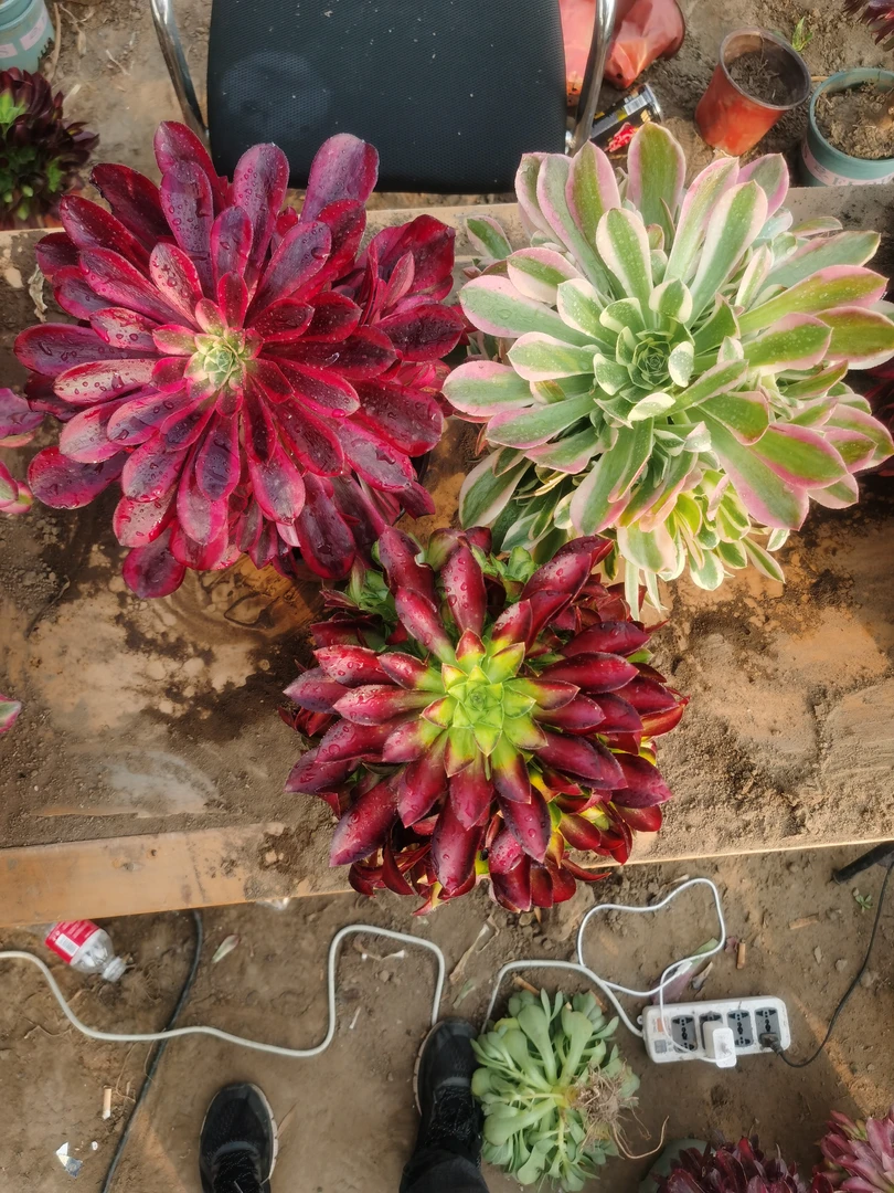 容嬷嬷法师锦 美杜莎➕白凤➕韶华法师锦 多肉植物皮实好养