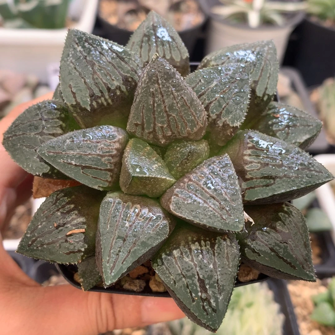 实生寿，带盆土发货