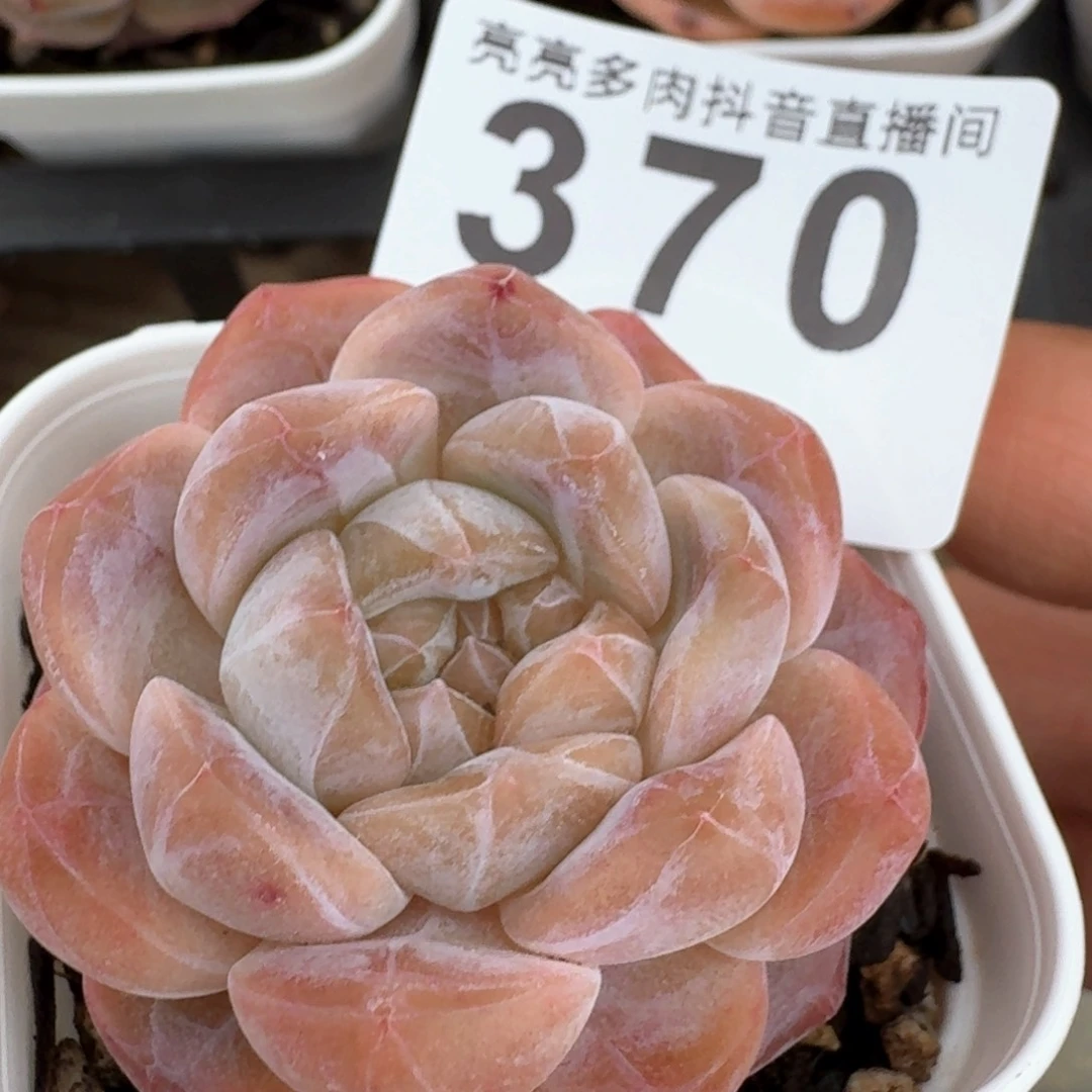 琥珀福利         多肉植物
