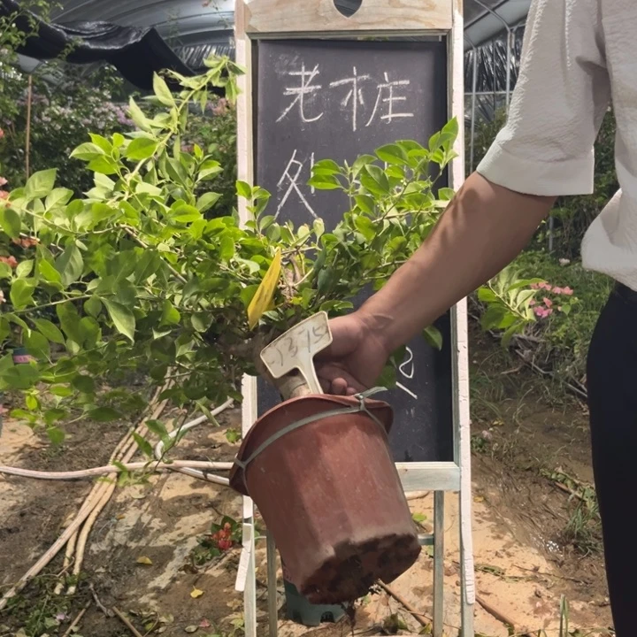 无花朵三角梅三角梅1375