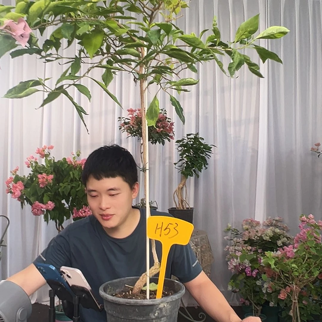 冷***漠大部分开放少量花苞H53金边新粉