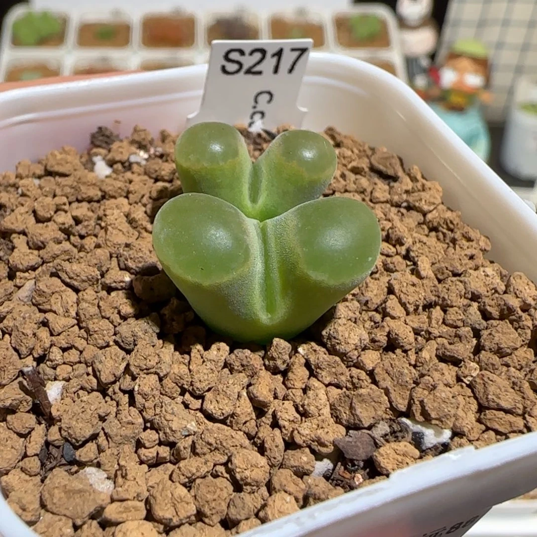 肉锥多肉植物组合-磁铁母本906