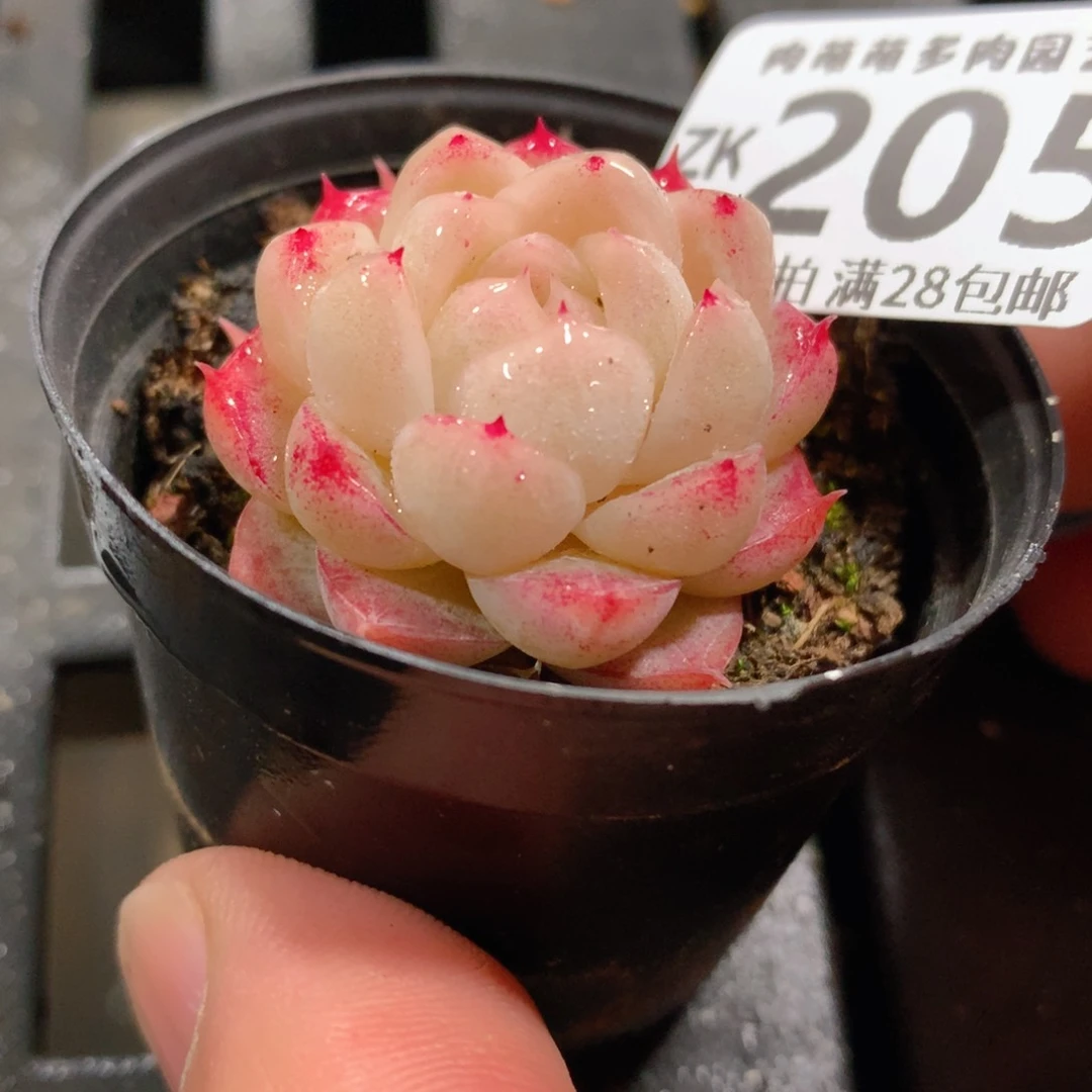 肉萌萌拇指盆精控多肉ZK205