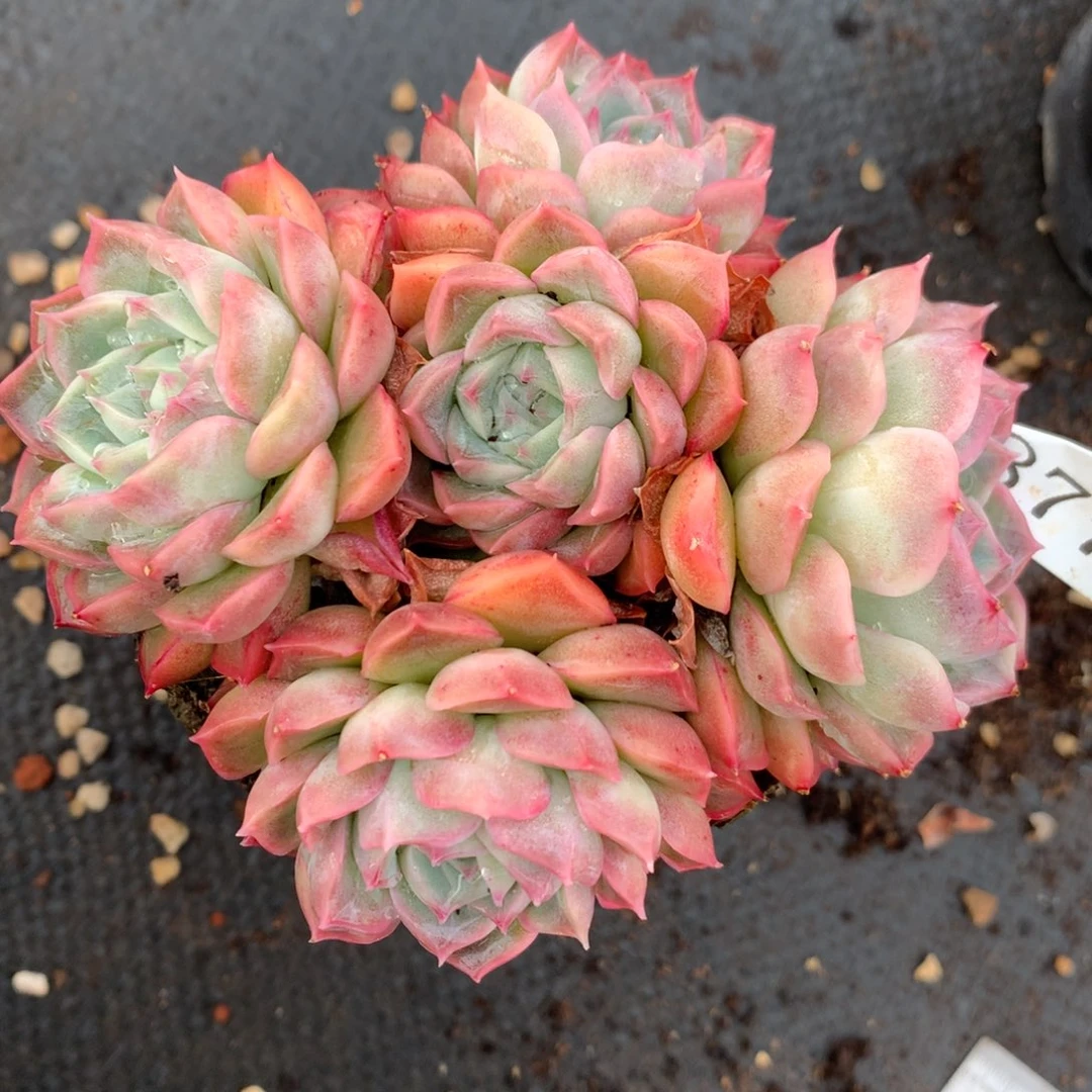 8775杂交多肉老桩