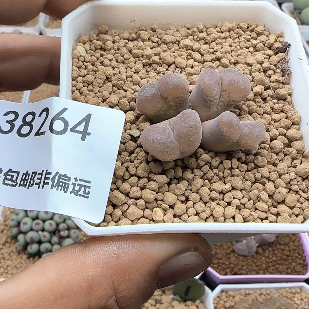 哈哈哈哈哈38264